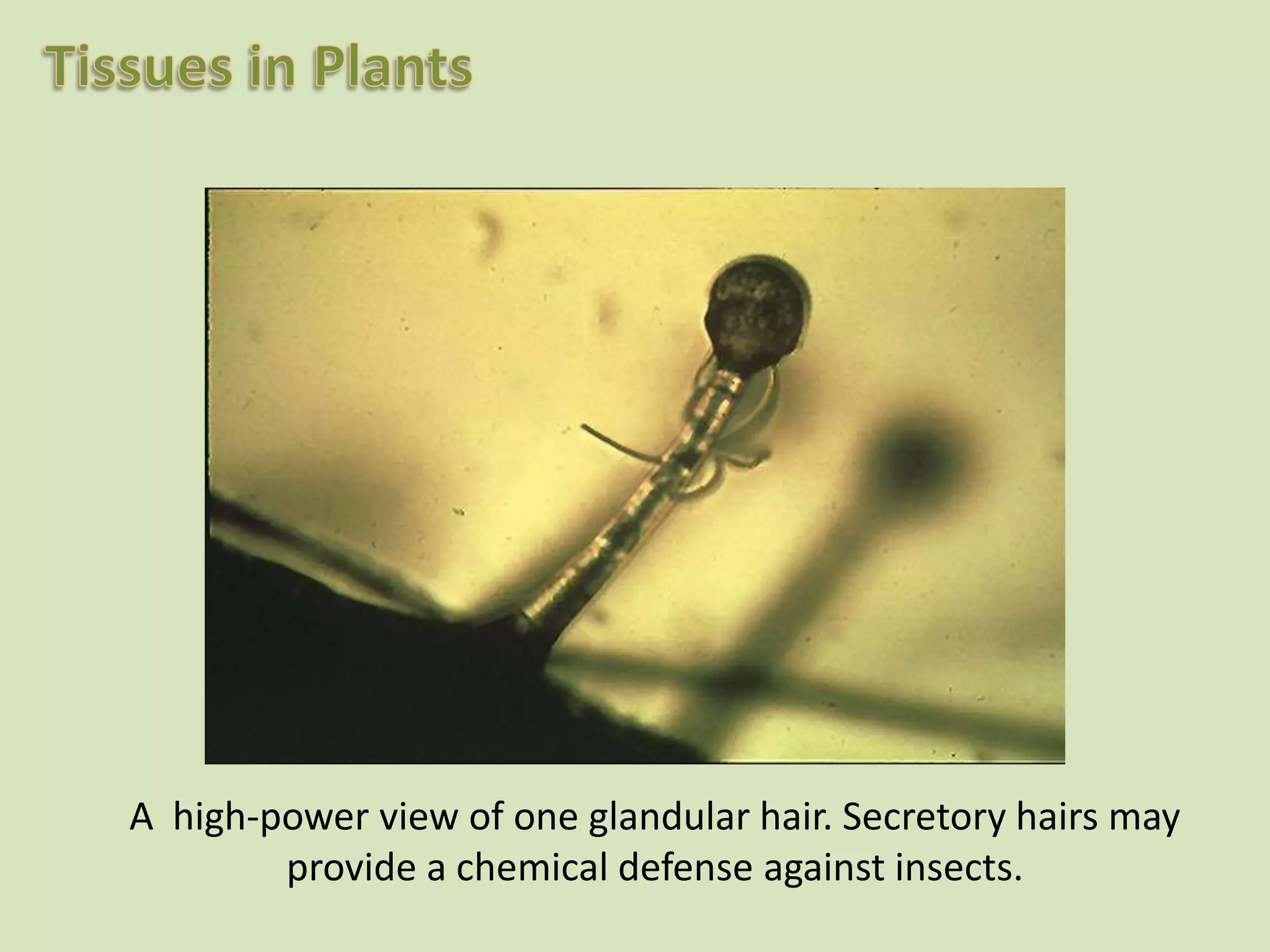 A high-power view of one glandular hair. Secretory hairs may provide a chemical defense against insects.