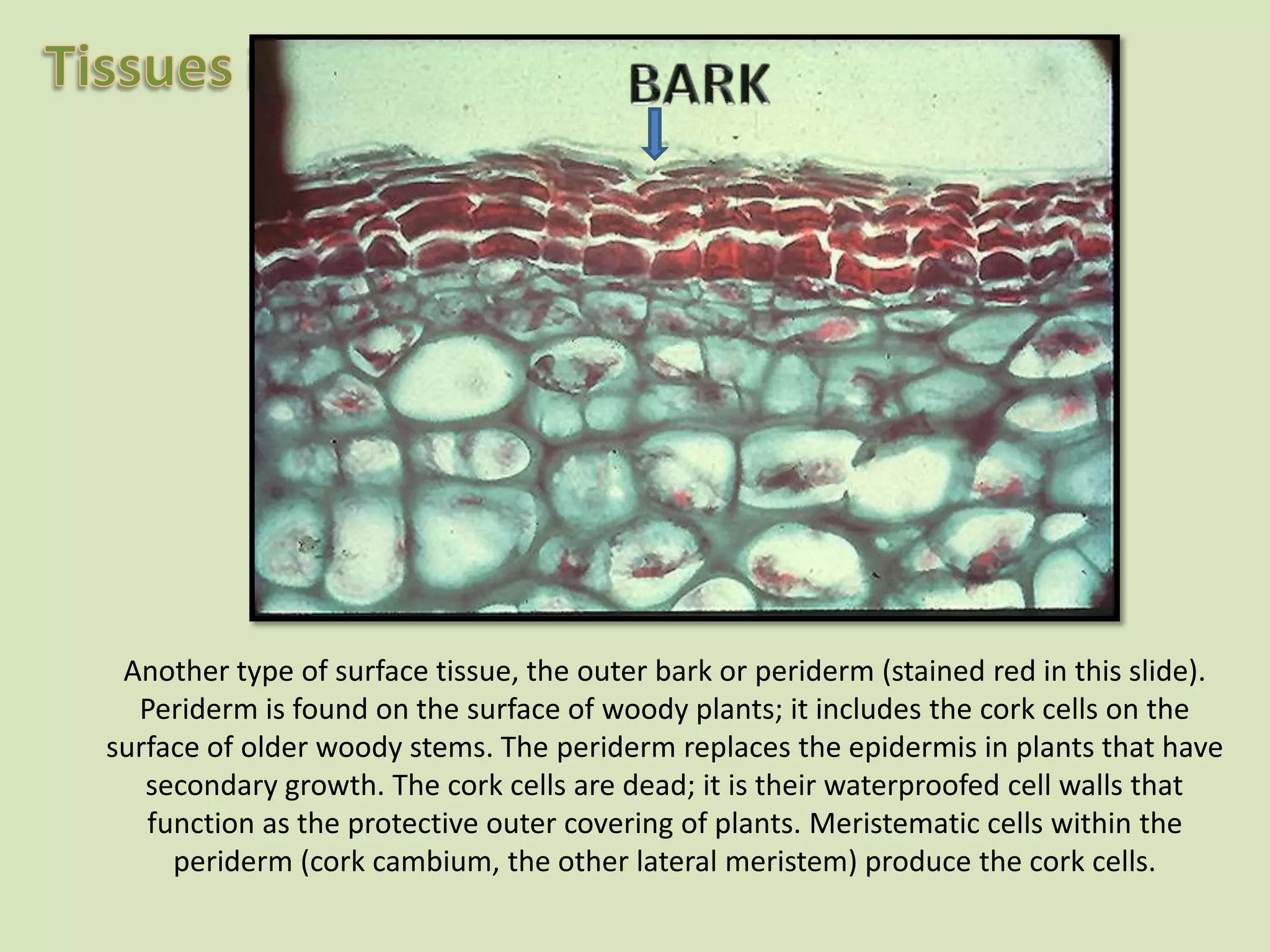 BARKAnother type of surface tissue, the outer bark or periderm (stained red in this slide). Periderm is found on the surface of woody plants; it includes the cork cells on the surface of older woody stems. The periderm replaces the epidermis in plants that have secondary growth. The cork cells are dead; it is their waterproofed cell walls that function as the protective outer covering of plants. Meristematic cells within the periderm (cork cambium, the other lateral meristem) produce the cork cells.