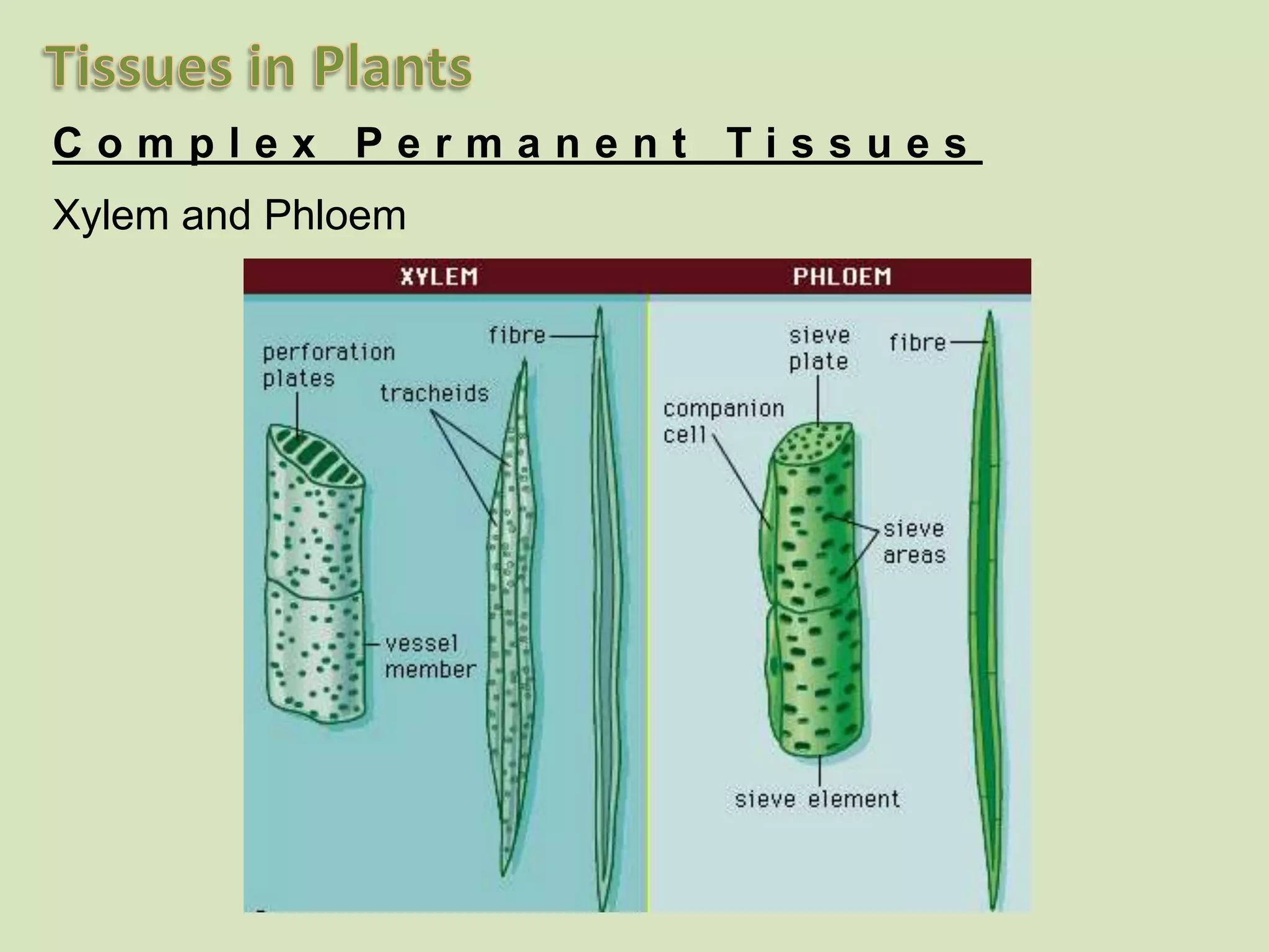Complex Permanent TissuesXylem and Phloem