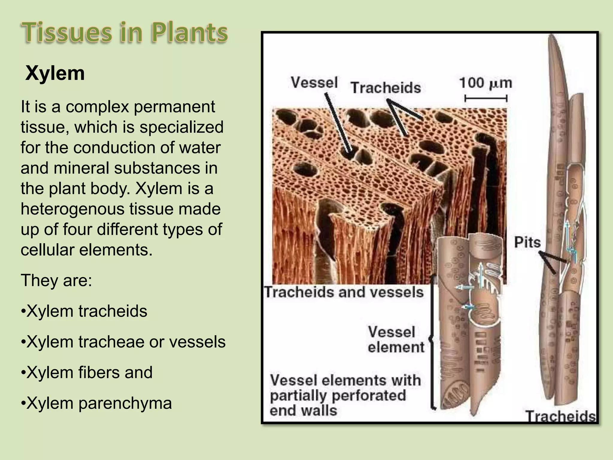 XylemIt is a complex permanent tissue, which is specialized for the conduction of water and mineral substances in the plant body. Xylem is a heterogenous tissue made up of four different types of cellular elements. They are: Xylem tracheids