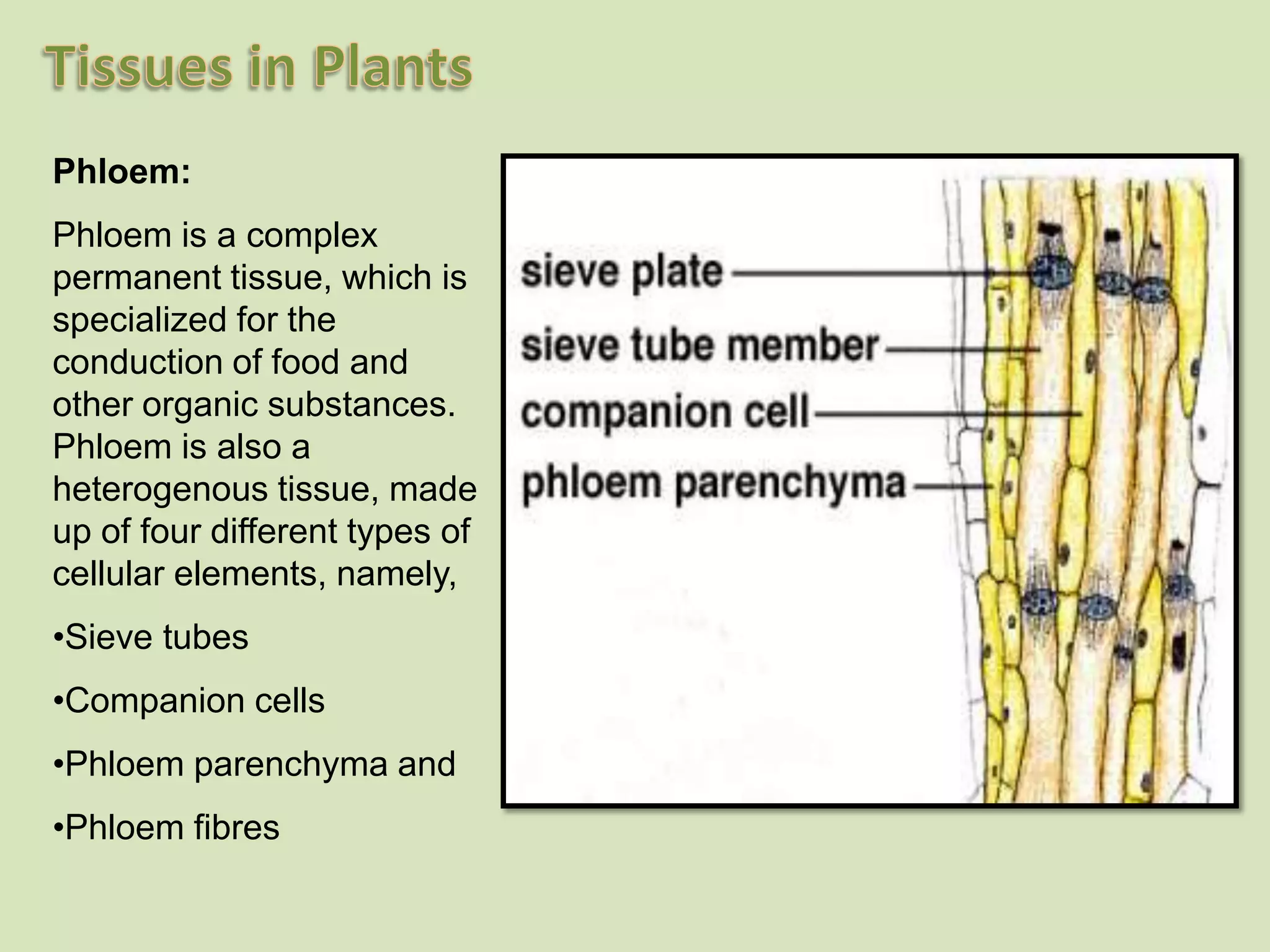 Xylem tracheae or vessels