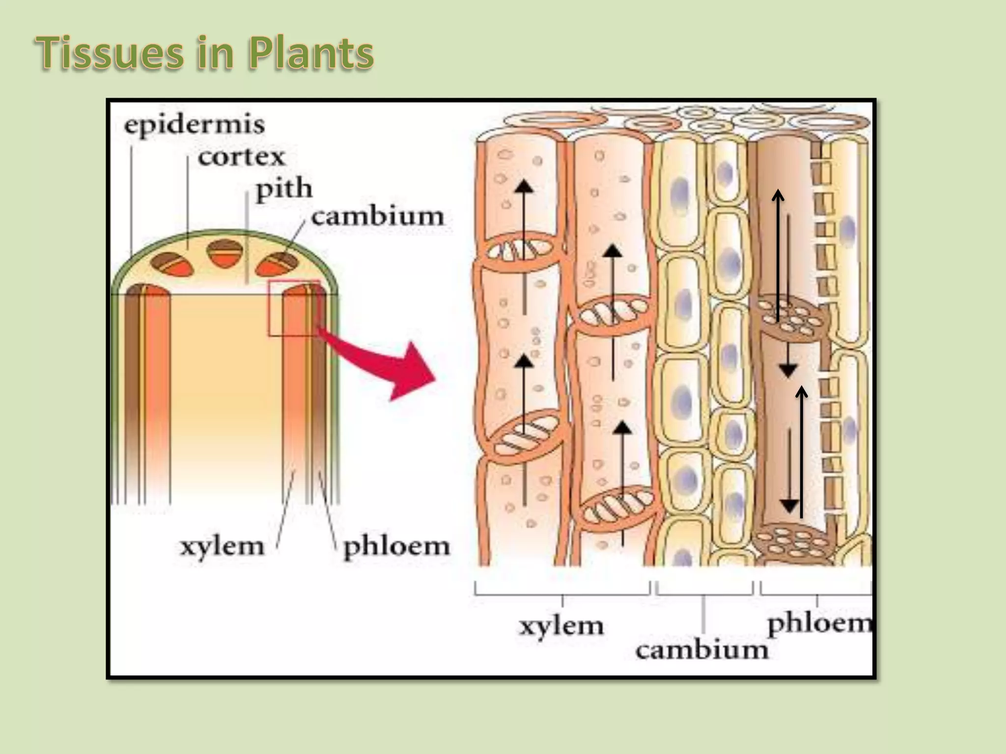 Xylem fibers and