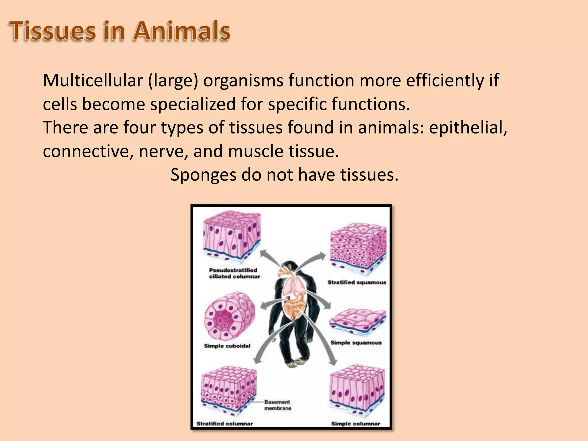 Xylem parenchymaPhloem:Phloem is a complex permanent tissue, which is specialized for the conduction of food and other organic substances. Phloem is also a heterogenous tissue, made up of four different types of cellular elements, namely, Sieve tubes