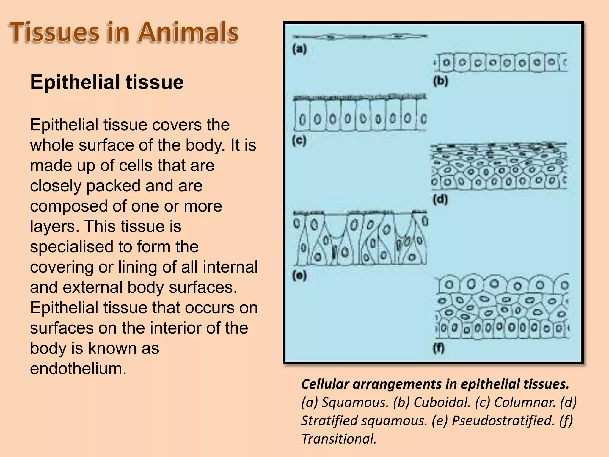Multicellular (large) organisms function more efficiently if cells become specialized for specific functions.There are four types of tissues found in animals: epithelial, connective, nerve, and muscle tissue.Sponges do not have tissues.