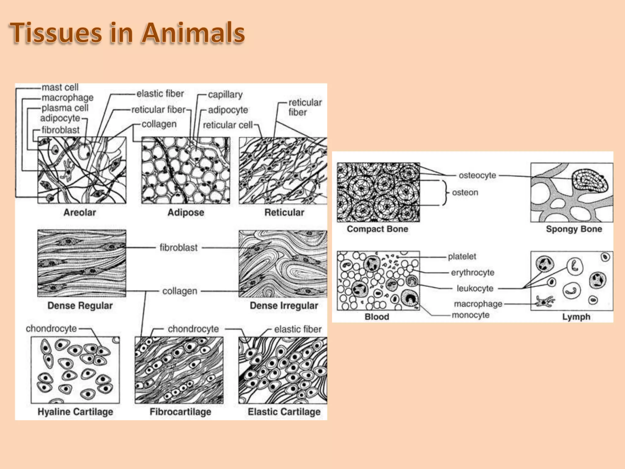 Epithelial tissue Epithelial tissue covers the whole surface of the body. It is made up of cells that are closely packed and are composed of one or more layers. This tissue is specialised to form the covering or lining of all internal and external body surfaces. Epithelial tissue that occurs on surfaces on the interior of the body is known as endothelium. Cellular arrangements in epithelial tissues. (a) Squamous. (b) Cuboidal. (c) Columnar. (d) Stratified squamous. (e) Pseudostratified. (f) Transitional.