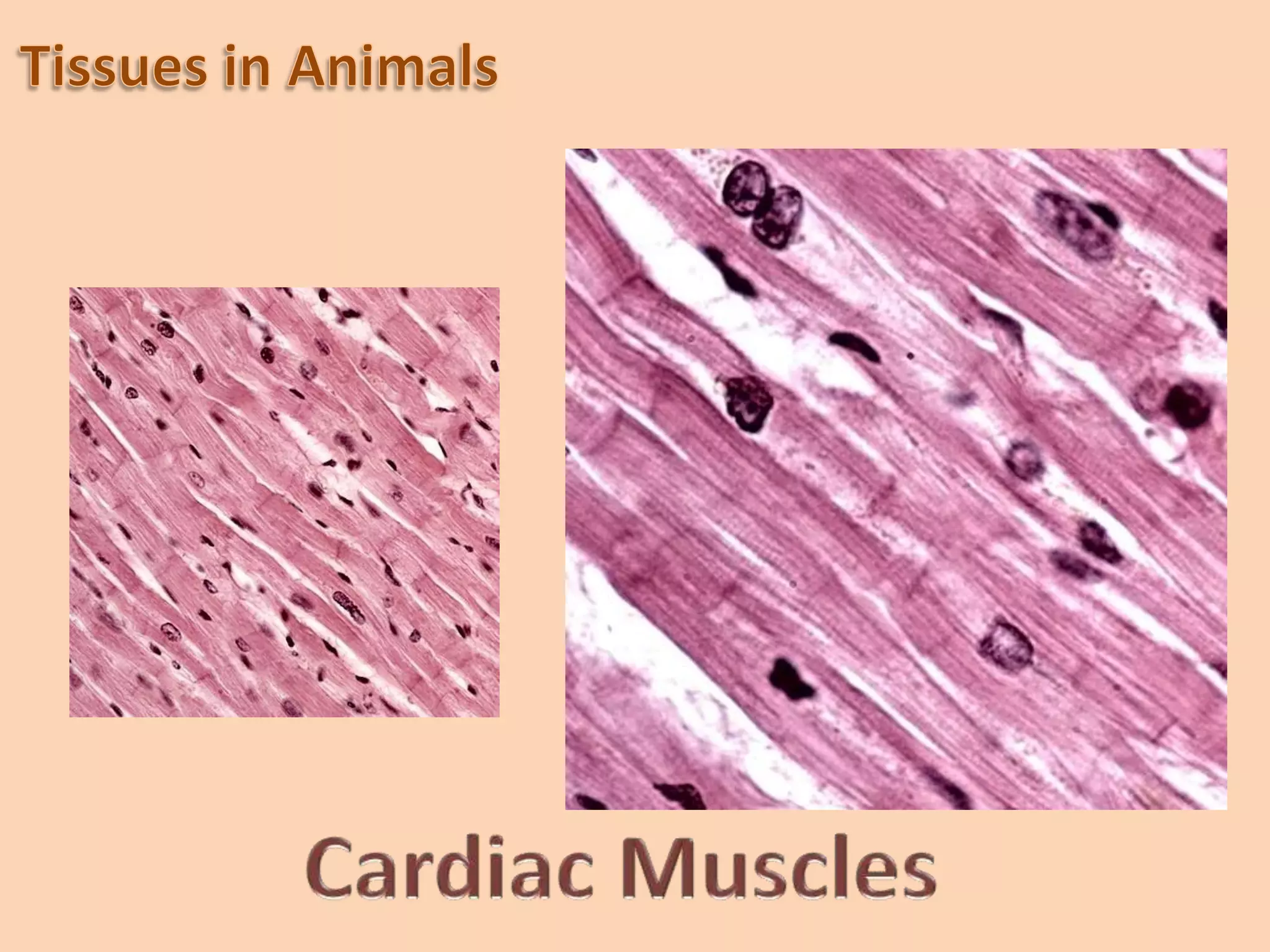 extracellular matrixExtracellular matrix is a special feature that distinguishes connective tissue from the other tissues of the body. This matrix may be jelly-like, fluid, dense or rigid. The nature of matrix differs according to the function of that particular connective tissue.