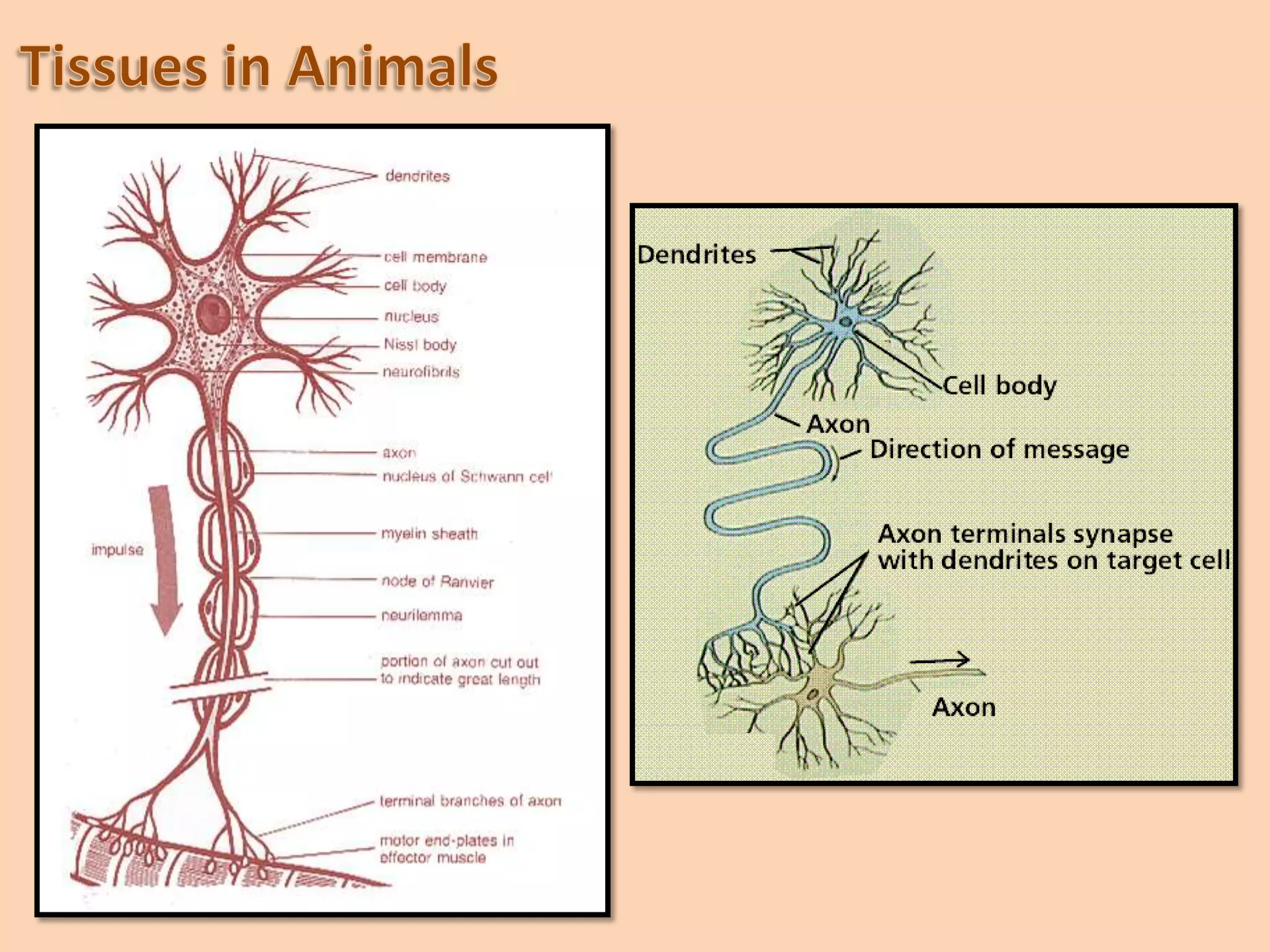 Cardiac Muscles