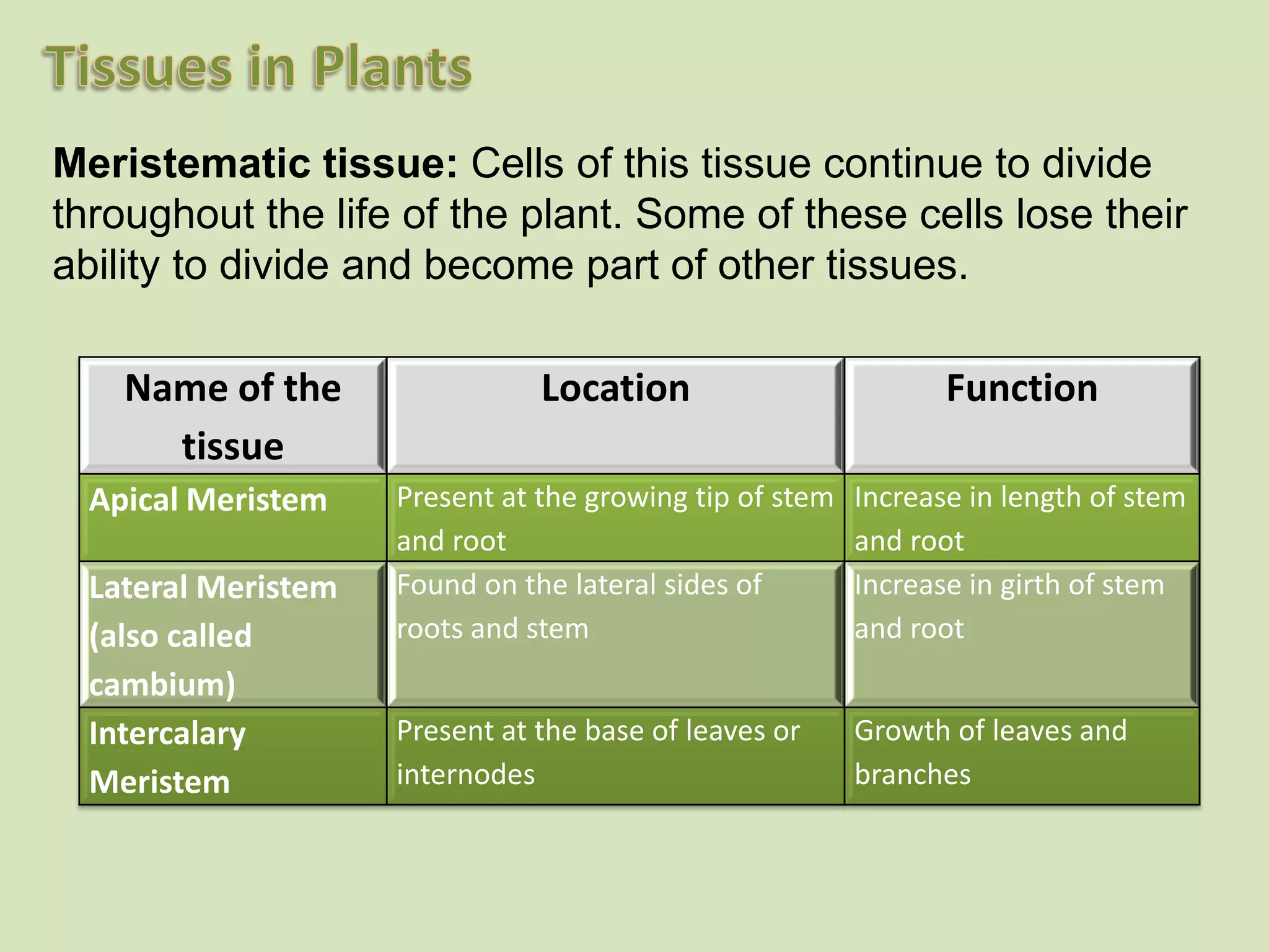 Meristematic tissue: Cells of this tissue continue to divide throughout the life of the plant. Some of these cells lose their ability to divide and become part of other tissues.