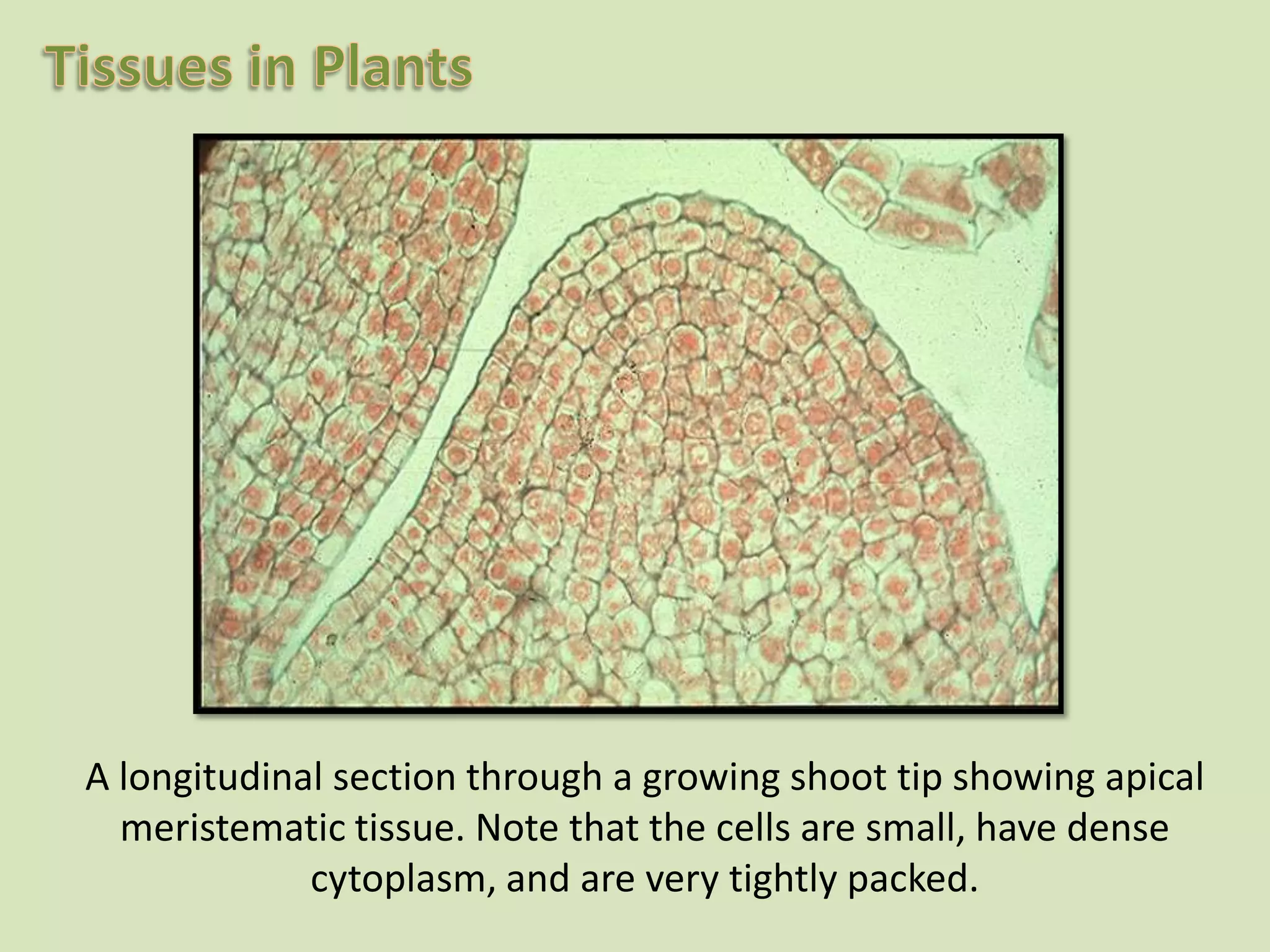 Alongitudinal section through a growing shoot tip showing apical meristematic tissue. Note that the cells are small, have dense cytoplasm, and are very tightly packed.
