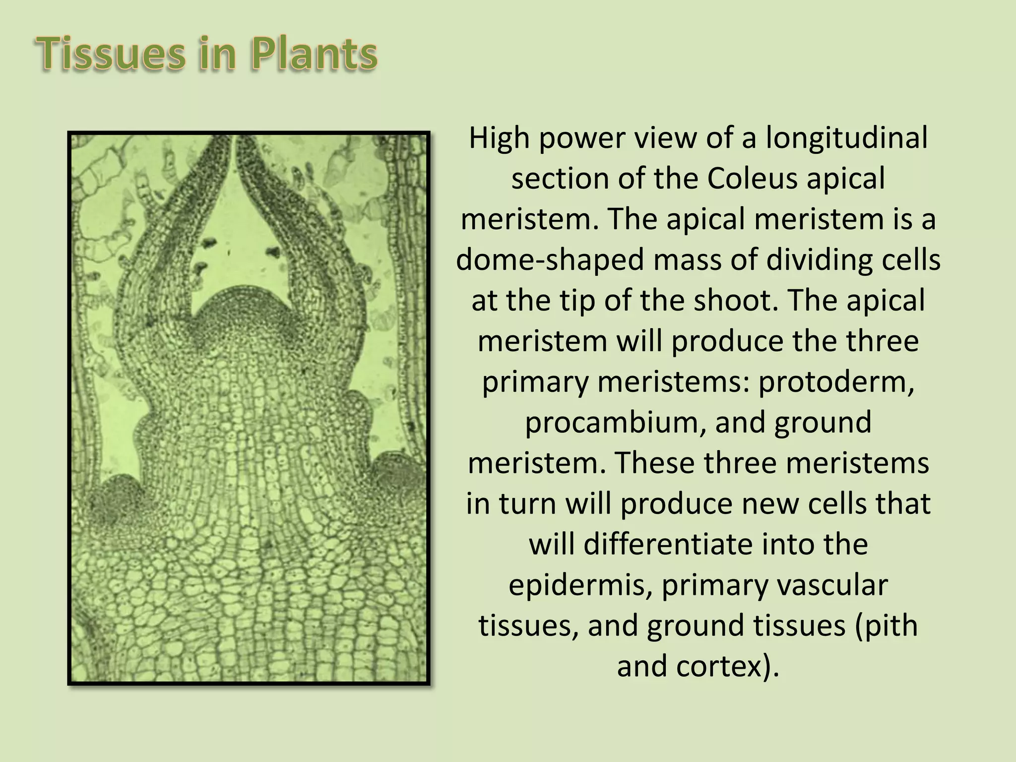 High power view of a longitudinal section of the Coleus apical meristem. The apical meristem is a dome-shaped mass of dividing cells at the tip of the shoot. The apical meristem will produce the three primary meristems: protoderm, procambium, and ground meristem. These three meristems in turn will produce new cells that will differentiate into the epidermis, primary vascular tissues, and ground tissues (pith and cortex). 