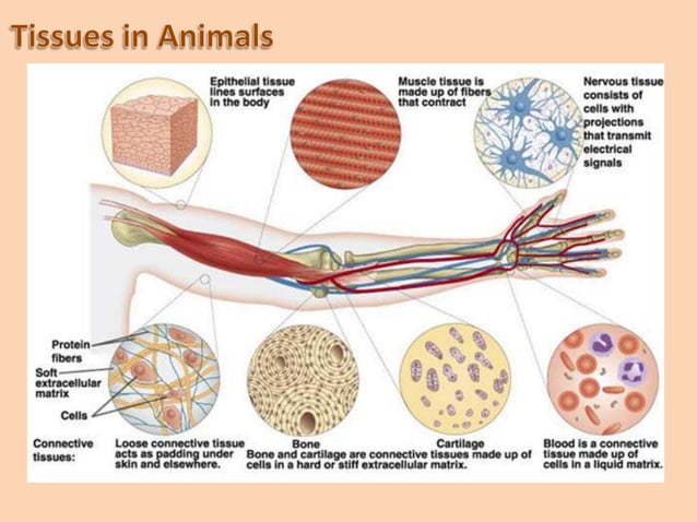 Tissues | PPT