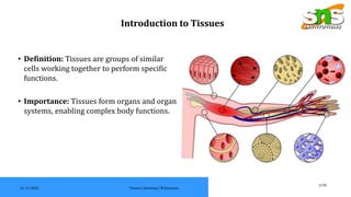 Tissue In Science Definition Comprehensive Overview of Human Tissue Types and Functions in Anatomy | PDF