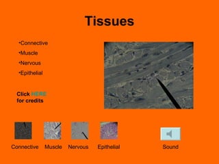 Tissues ,[object Object],[object Object],[object Object],[object Object],Connective  Muscle  Nervous  Epithelial  Sound Click  HERE  for credits 