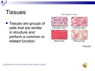 Tissues ,[object Object],Epithelial   Connective   Muscular   Nerve   Credits 