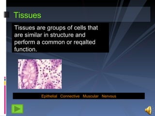Tissues ,[object Object],Epithelial   Connective   Muscular    Nervous 