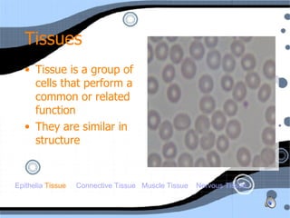 Tissues ,[object Object],[object Object],Epithelia  Tissue  Connective Tissue    Muscle Tissue     Nervous Tissue 