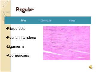 Regular Bone Connective Home Fibroblasts Found in tendons Ligaments Aponeuroses  