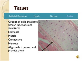 Tissues ,[object Object],[object Object],[object Object],[object Object],[object Object],[object Object],Epithelial  Connective  Muscle  Nervous  Credits 