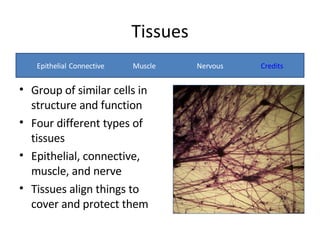 Tissues ,[object Object],[object Object],[object Object],[object Object],Epithelial  Connective  Muscle  Nervous  Credits 