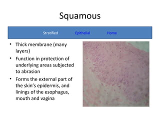 Abrading Form Tissues | PPT