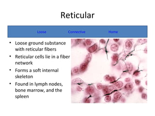 Negative Reticular Network Tissues | PPT
