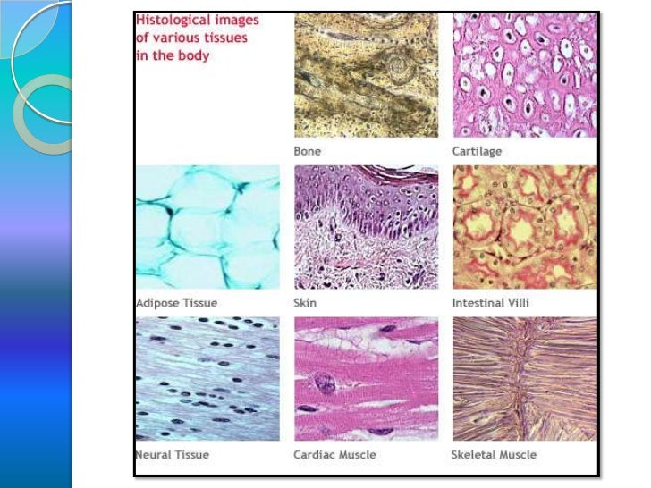 AS Biology. Unit 2 Tissues