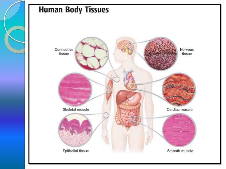 as biology unit 2 tissues 6 728