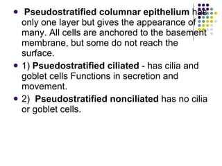 Pseudostratified columnar epithelium  has only one layer but gives the appearance of many. All cells are anchored to the basement membrane, but some do not reach the surface. 1)  Psuedostratified ciliated  - has cilia and goblet cells Functions in secretion and movement. 2)  Pseudostratified nonciliated  has no cilia or goblet cells. 
