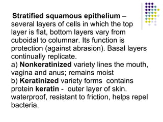 Stratified squamous epithelium  – several layers of cells in which the top layer is flat, bottom layers vary from cuboidal to columnar. Its function is protection (against abrasion). Basal layers continually replicate.  a)  Nonkeratinized  variety lines the mouth, vagina and anus; remains moist b)  Keratinized  variety forms  contains protein  keratin  -  outer layer of skin. waterproof, resistant to friction, helps repel bacteria. 