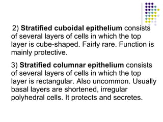 2)  Stratified cuboidal epithelium  consists of several layers of cells in which the top layer is cube-shaped. Fairly rare. Function is mainly protective.  3)  Stratified columnar epithelium  consists of several layers of cells in which the top layer is rectangular. Also uncommon. Usually basal layers are shortened, irregular polyhedral cells. It protects and secretes.  