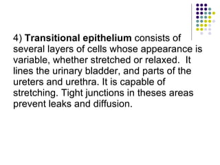 4)  Transitional epithelium  consists of several layers of cells whose appearance is variable, whether stretched or relaxed.  It lines the urinary bladder, and parts of the ureters and urethra. It is capable of stretching. Tight junctions in theses areas prevent leaks and diffusion. 