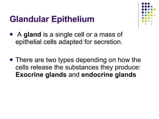 Glandular Epithelium A  gland  is a single cell or a mass of epithelial cells adapted for secretion.  There are two types depending on how the cells release the substances they produce:  Exocrine glands  and  endocrine glands 