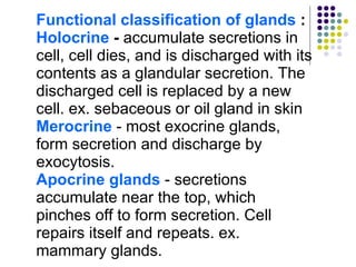 Functional classification of glands  : Holocrine  -  accumulate secretions in cell, cell dies, and is discharged with its contents as a glandular secretion.   The discharged cell is replaced by a new cell. ex. sebaceous or oil gland in skin Merocrine   - most exocrine glands, form secretion and discharge by exocytosis. Apocrine glands  - secretions accumulate near the top, which pinches off to form secretion. Cell repairs itself and repeats. ex. mammary glands. 