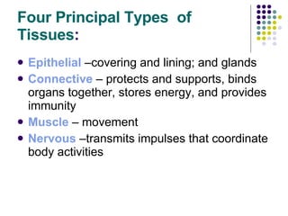 Four Principal Types  of Tissues : Epithelial   –covering and lining; and glands Connective  – protects and supports, binds organs together, stores energy, and provides immunity Muscle   – movement Nervous  –transmits impulses that coordinate body activities 