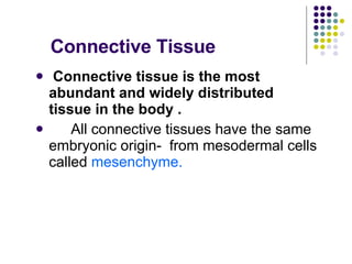 Connective Tissue Connective tissue is the most abundant and widely distributed tissue in the body . All connective tissues have the same embryonic origin-  from mesodermal cells called  mesenchyme.  