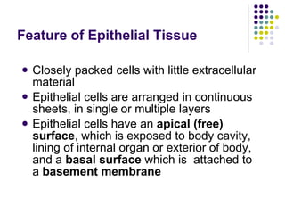 Feature of Epithelial Tissue Closely packed cells with little extracellular material Epithelial cells are arranged in continuous  sheets, in single or multiple layers Epithelial cells have an  apical (free) surface , which is exposed to body cavity, lining of internal organ or exterior of body,  and a  basal surface  which is  attached to a  basement membrane 