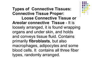 Types of  Connective Tissues: Connective Tissue Proper: Loose Connective Tissue or Areolar connective  Tissue  - It is loosely arranged, it is found wrapping organs and under skin, and holds and conveys tissue fluid. Contains primarily  fibroblasts , but also macrophages, adipocytes and some blood cells. It  contains all three fiber types, randomly arranged.  