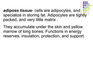 adipose tissue - cells are adipocytes, and specialize in storing fat. Adipocytes are tightly packed, and very little matrix .  They accumulate under the skin and yellow marrow of long bones. Functions in energy reserves, insulation, protection, and support.  