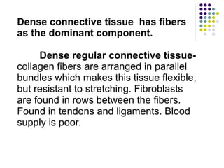 Dense connective tissue  has fibers as the dominant component. Dense regular connective tissue-  collagen fibers are arranged in parallel bundles which makes this tissue flexible, but resistant to stretching. Fibroblasts are found in rows between the fibers. Found in tendons and ligaments. Blood supply is poor . 