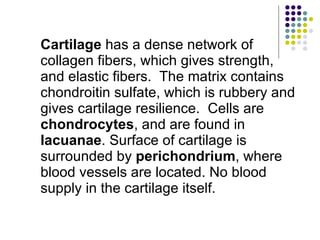 Cartilage  has a dense network of collagen fibers, which gives strength, and elastic fibers.  The matrix contains chondroitin sulfate, which is rubbery and gives cartilage resilience.  Cells are  chondrocytes , and are found in  lacuanae . Surface of cartilage is surrounded by  perichondrium , where blood vessels are located. No blood supply in the cartilage itself. 