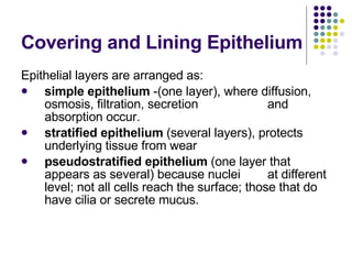 Covering and Lining Epithelium Epithelial layers are arranged as: simple epithelium  -(one layer), where diffusion, osmosis, filtration, secretion  and absorption occur.  stratified epithelium  (several layers), protects underlying tissue from wear pseudostratified epithelium  (one layer that appears as several) because nuclei  at different level; not all cells reach the surface; those that do have cilia or secrete mucus. 