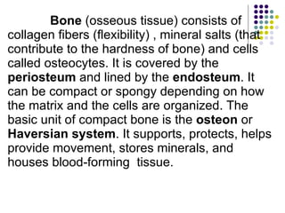   Bone  (osseous tissue) consists of collagen fibers (flexibility) , mineral salts (that contribute to the hardness of bone) and cells called osteocytes. It is covered by the  periosteum  and lined by the  endosteum . It can be compact or spongy depending on how the matrix and the cells are organized. The basic unit of compact bone is the  osteon  or  Haversian system . It supports, protects, helps provide movement, stores minerals, and houses blood-forming  tissue. 