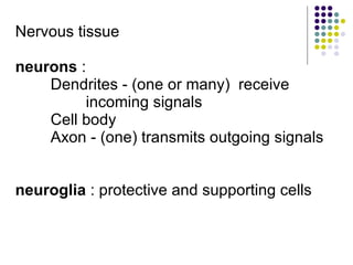Nervous tissue neurons  :  Dendrites - (one or many)  receive  incoming signals Cell body Axon - (one) transmits outgoing signals neuroglia  : protective and supporting cells 