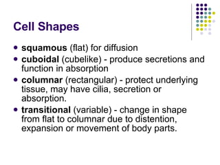 Cell Shapes squamous  (flat) for diffusion cuboidal  (cubelike) - produce secretions and function in absorption columnar  (rectangular) - protect underlying tissue, may have cilia, secretion or absorption. transitional  (variable) - change in shape from flat to columnar due to distention, expansion or movement of body parts. 