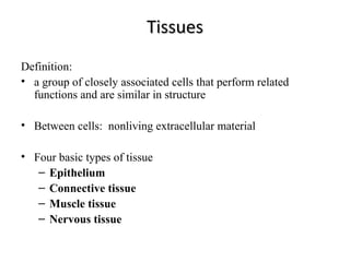 TissuesTissues
Definition:
• a group of closely associated cells that perform related
functions and are similar in structure
• Between cells: nonliving extracellular material
• Four basic types of tissue
– Epithelium
– Connective tissue
– Muscle tissue
– Nervous tissue
 