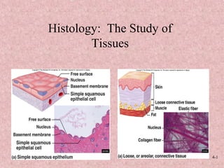 4-1
Histology: The Study of
Tissues
 