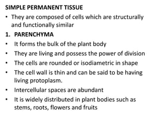 SIMPLE PERMANENT TISSUE
• They are composed of cells which are structurally
and functionally similar
1. PARENCHYMA
• It forms the bulk of the plant body
• They are living and possess the power of division
• The cells are rounded or isodiametric in shape
• The cell wall is thin and can be said to be having
living protoplasm.
• Intercellular spaces are abundant
• It is widely distributed in plant bodies such as
stems, roots, flowers and fruits
 