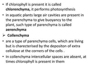 • If chlorophyll is present it is called
chlorenchyma, it performs photosynthesis
• in aquatic plants large air cavities are present in
the parenchyma to give buoyancy to the
plant, such type of parenchyma is called
aerenchyma
 Collenchyma
• are a type of parenchyma cells, which are living
but is charecterised by the depositon of extra
cellulose at the corners of the cells .
• In collenchyma intercellular spaces are absent, at
times chlorophyll is present in them
 