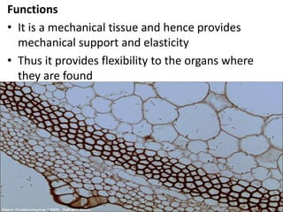 Functions
• It is a mechanical tissue and hence provides
mechanical support and elasticity
• Thus it provides flexibility to the organs where
they are found
 