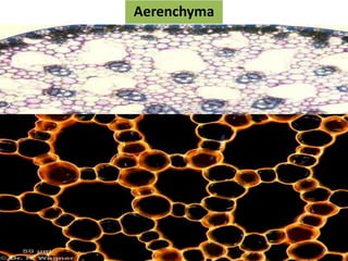 Aerenchyma
 